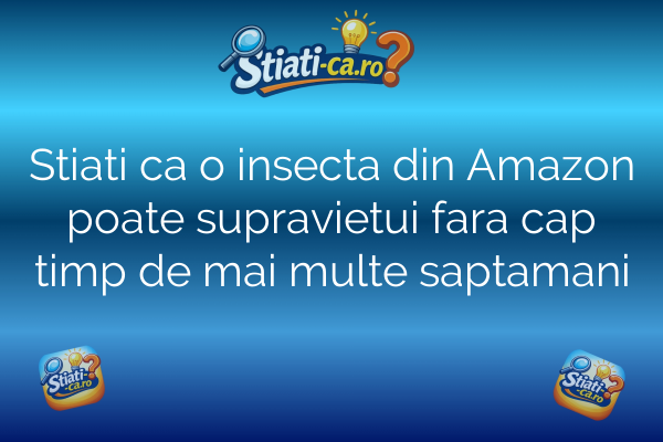 Stiati ca o insecta din Amazon poate supravietui fara cap timp de mai multe saptamani