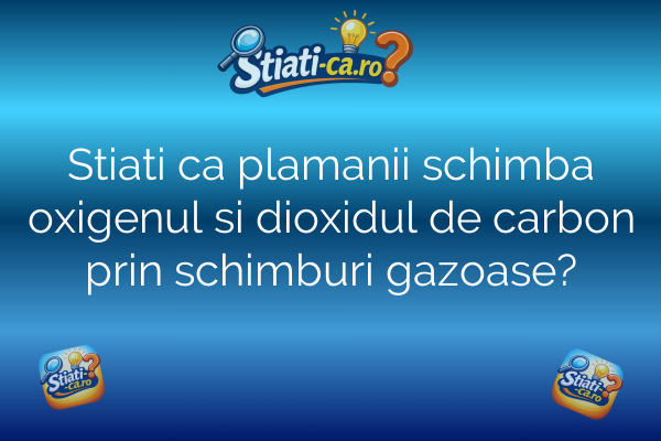 Stiati ca plamanii schimba oxigenul si dioxidul de carbon prin schimburi gazoase?