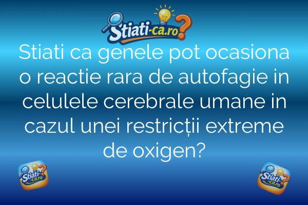 Stiati ca genele pot ocasiona o reactie rara de autofagie in celulele cerebrale umane in cazul unei restricții extreme de oxigen?