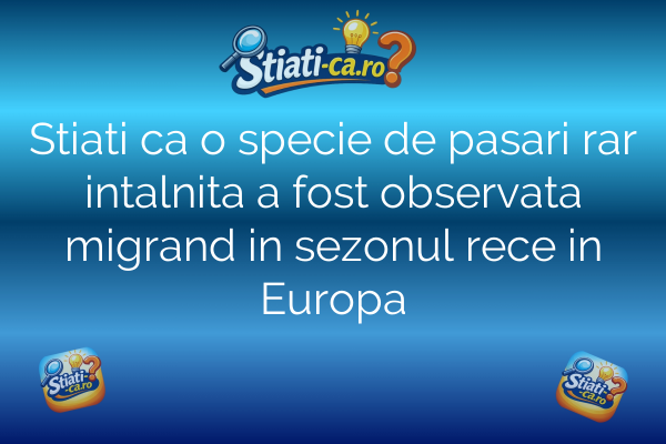 Stiati ca o specie de pasari rar intalnita a fost observata migrand in sezonul rece in Europa