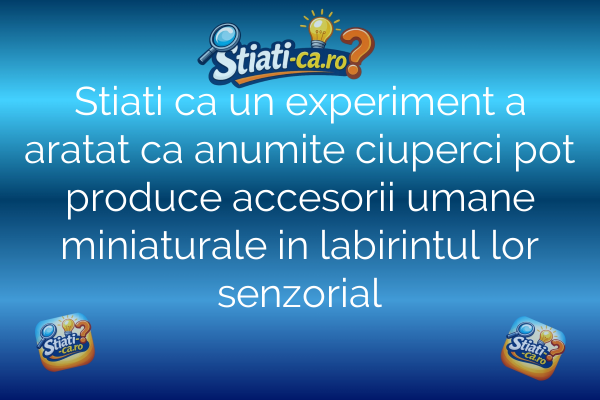 Stiati ca un experiment a aratat ca anumite ciuperci pot produce accesorii umane miniaturale in labirintul lor senzorial