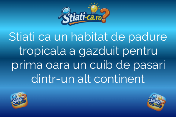 Stiati ca un habitat de padure tropicala a gazduit pentru prima oara un cuib de pasari dintr-un alt continent