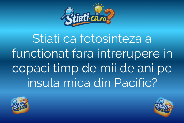 Stiati ca fotosinteza a functionat fara intrerupere in copaci timp de mii de ani pe insula mica din Pacific?