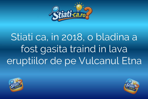 Stiati ca, in 2018, o bladina a fost gasita traind in lava eruptiilor de pe Vulcanul Etna
