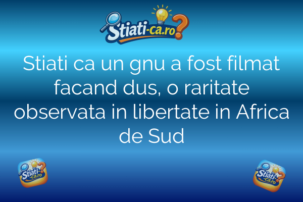 Stiati ca un gnu a fost filmat facand dus, o raritate observata in libertate in Africa de Sud