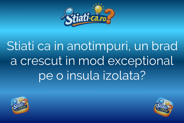 Stiati ca in anotimpuri, un brad a crescut in mod exceptional pe o insula izolata?