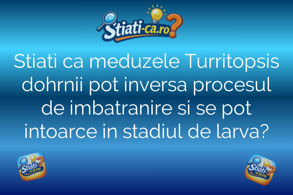 Stiati ca meduzele Turritopsis dohrnii pot inversa procesul de imbatranire si se pot intoarce in stadiul de larva?