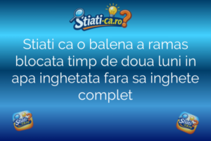 Stiati ca o balena a ramas blocata timp de doua luni in apa inghetata fara sa inghete complet