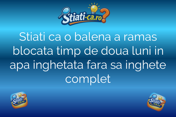 Stiati ca o balena a ramas blocata timp de doua luni in apa inghetata fara sa inghete complet