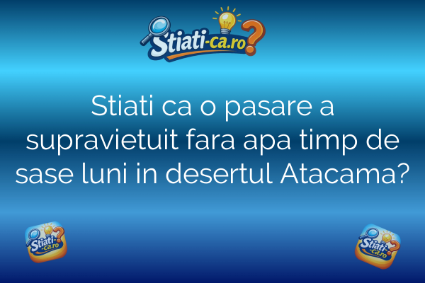 Stiati ca o pasare a supravietuit fara apa timp de sase luni in desertul Atacama?