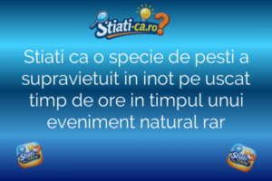 Stiati ca o specie de pesti a supravietuit in inot pe uscat timp de ore in timpul unui eveniment natural rar