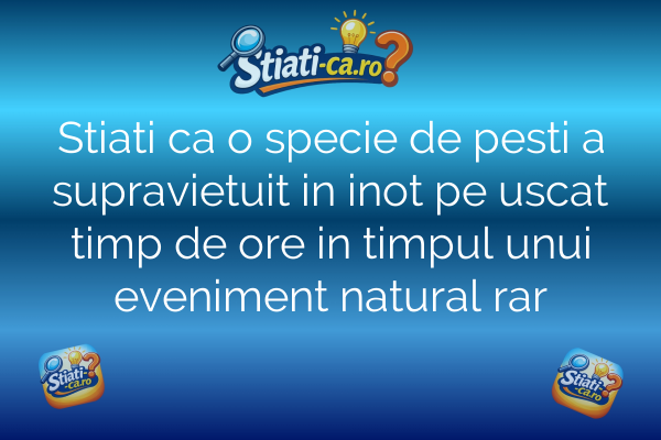 Stiati ca o specie de pesti a supravietuit in inot pe uscat timp de ore in timpul unui eveniment natural rar