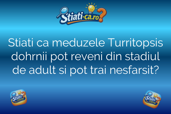 Stiati ca meduzele Turritopsis dohrnii pot reveni din stadiul de adult si pot trai nesfarsit?