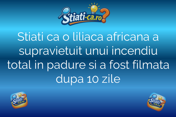 Stiati ca o liliaca africana a supravietuit unui incendiu total in padure si a fost filmata dupa 10 zile