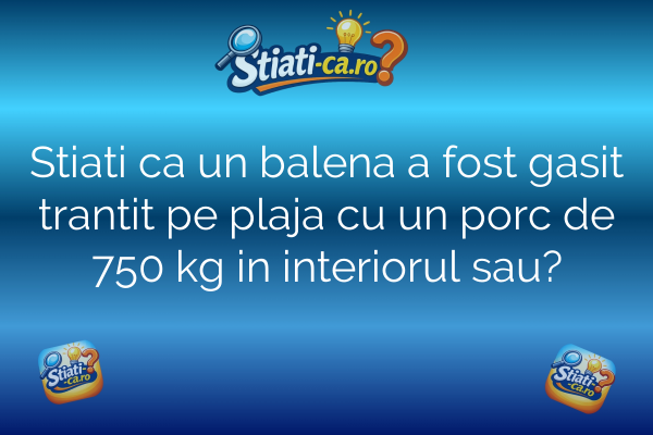 Stiati ca un balena a fost gasit trantit pe plaja cu un porc de 750 kg in interiorul sau?